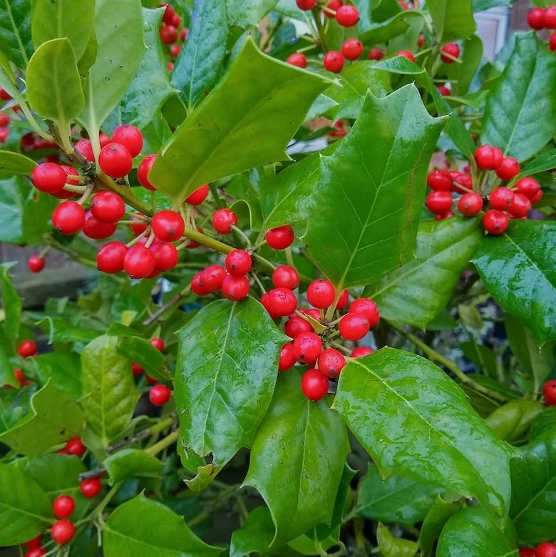 Nellie R. Stevens Holly Shrub Live Plant - 6-12" Tall in 3" Pot - Evergreen Privacy Hedge - Image 8