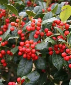 Nellie R. Stevens Holly Tree Live Plant - 10 Pack, 8-12