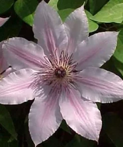 Nelly Moser Clematis Vine Live Plant - Pink Blooms Perennial - 2.5" Pot - Image 2
