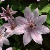 Nelly Moser Clematis Vine Live Plant - Pink Blooms Perennial - 2.5" Pot - Image 1