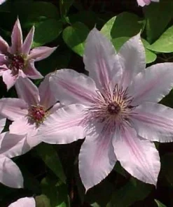 Nelly Moser Clematis Vine Live Plant - Pink Blooms Perennial - 2.5