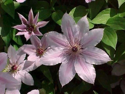 Nelly Moser Clematis Vine Live Plant - Pink Blooms Perennial - 2.5" Pot - Image 1