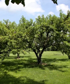 Nemaguard Peach Tree Seeds - Prunus Persica Fruit Pink Flower, 3 Seeds - Image 10