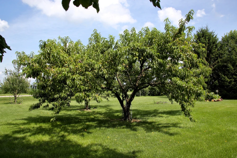 Nemaguard Peach Tree Seeds - Prunus Persica Fruit Pink Flower, 3 Seeds - Image 10