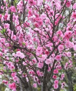 Nemaguard Peach Tree Seeds - Prunus Persica Fruit Pink Flower, 3 Seeds - Image 2
