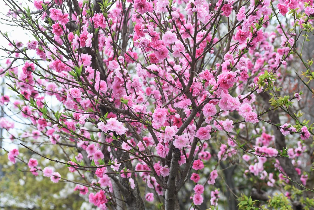 Nemaguard Peach Tree Seeds - Prunus Persica Fruit Pink Flower, 3 Seeds - Image 2