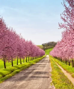 Nemaguard Peach Tree Seeds - Prunus Persica Fruit Pink Flower, 3 Seeds - Image 3