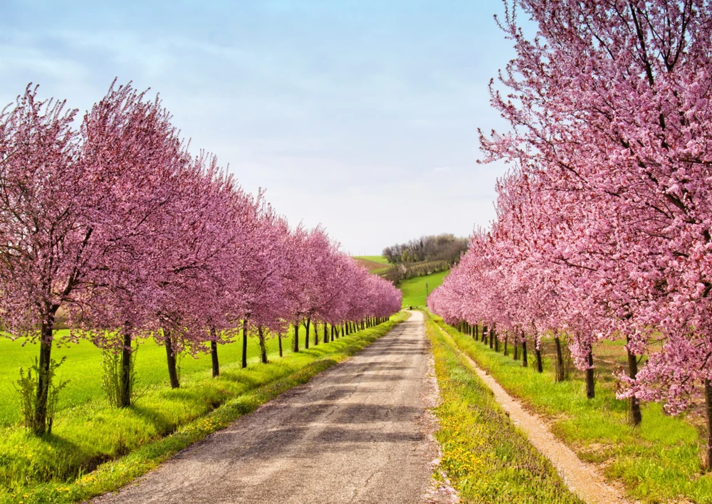 Nemaguard Peach Tree Seeds - Prunus Persica Fruit Pink Flower, 3 Seeds - Image 3