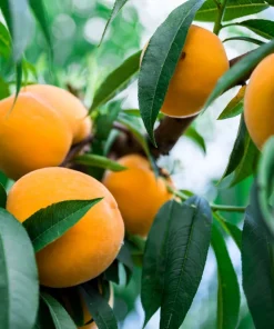 Nemaguard Peach Tree Seeds - Prunus Persica Fruit Pink Flower, 3 Seeds - Image 4