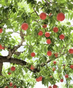 Nemaguard Peach Tree Seeds - Prunus Persica Fruit Pink Flower, 3 Seeds - Image 5