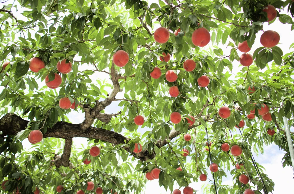 Nemaguard Peach Tree Seeds - Prunus Persica Fruit Pink Flower, 3 Seeds - Image 5