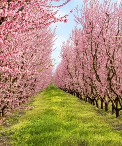 Nemaguard Peach Tree Seeds - Prunus Persica Fruit Pink Flower, 3 Seeds - Image 6