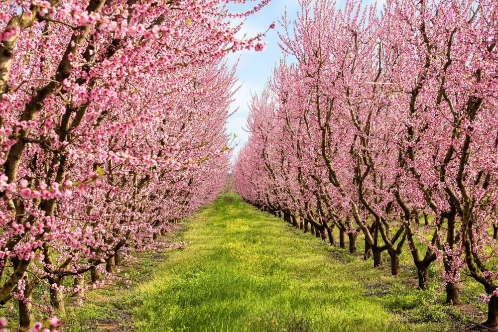 Nemaguard Peach Tree Seeds - Prunus Persica Fruit Pink Flower, 3 Seeds - Image 6
