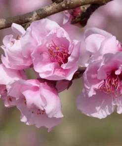 Nemaguard Peach Tree Seeds - Prunus Persica Fruit Pink Flower, 3 Seeds - Image 7