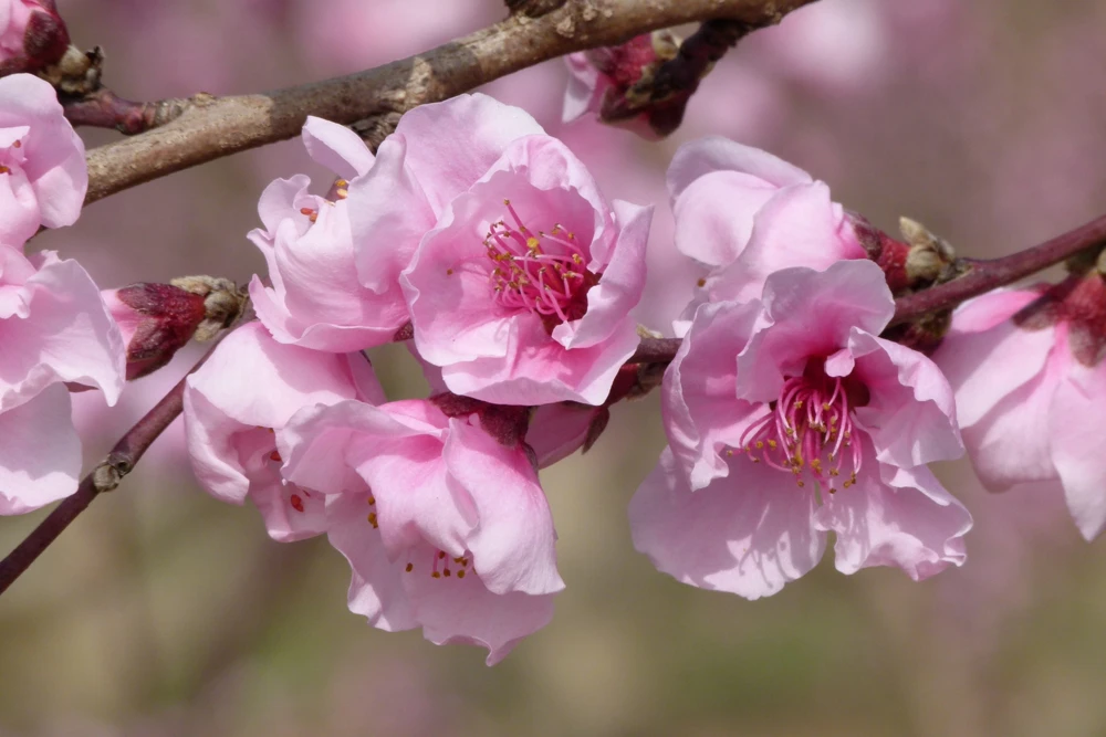 Nemaguard Peach Tree Seeds - Prunus Persica Fruit Pink Flower, 3 Seeds - Image 7