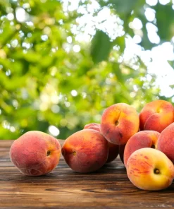 Nemaguard Peach Tree Seeds - Prunus Persica Fruit Pink Flower, 3 Seeds - Image 8
