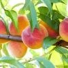Nemaguard Peach Tree Seeds - Prunus Persica Fruit Pink Flower, 3 Seeds - Image 1
