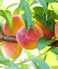 Nemaguard Peach Tree Seeds - Prunus Persica Fruit Pink Flower, 3 Seeds - Image 1