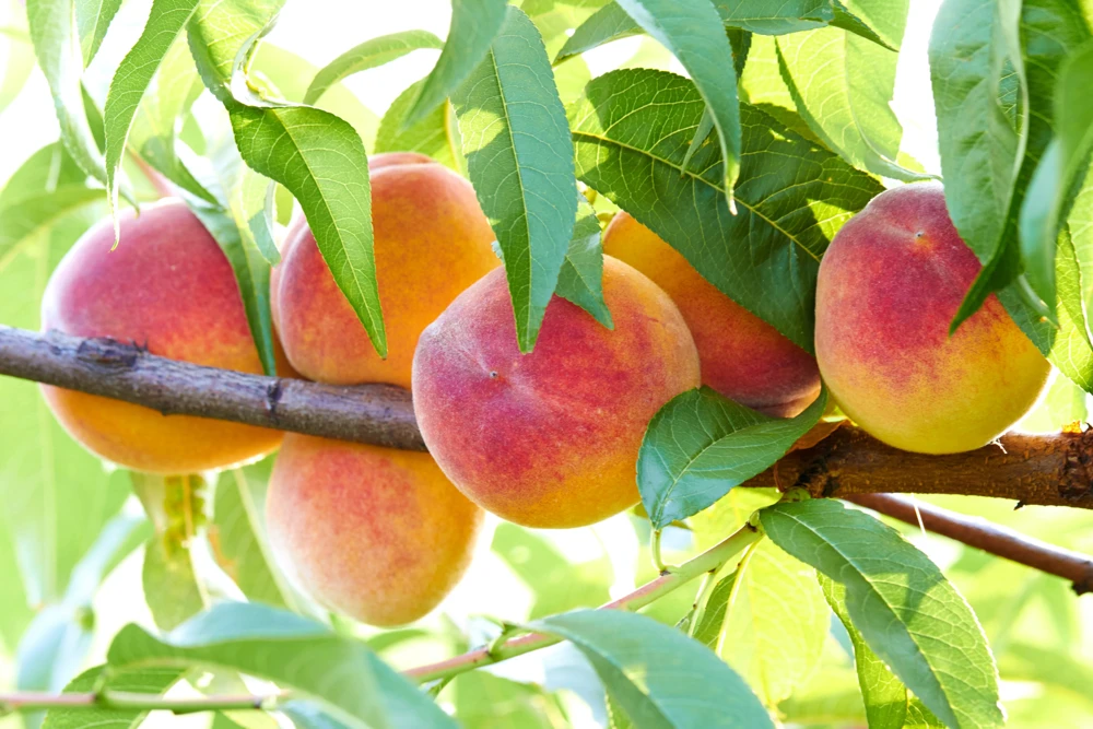 Nemaguard Peach Tree Seeds - Prunus Persica Fruit Pink Flower, 3 Seeds - Image 1