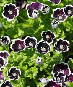 Nemophila Discoidalis Penny Black Flower Seeds - 50 Seeds - Black & White Blooms - Image 2