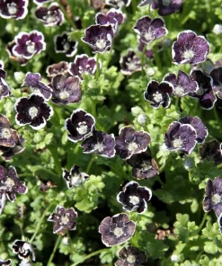 Nemophila Discoidalis Penny Black Flower Seeds - 50 Seeds - Black & White Blooms - Image 3
