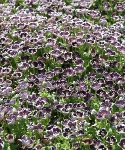 Nemophila Discoidalis Penny Black Flower Seeds - 50 Seeds - Black & White Blooms - Image 4