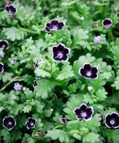 Nemophila Discoidalis Penny Black Flower Seeds - 50 Seeds - Black & White Blooms - Image 5