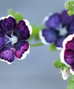 Nemophila Discoidalis Penny Black Flower Seeds - 50 Seeds - Black & White Blooms - Image 6