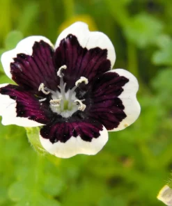 Nemophila Discoidalis Penny Black Flower Seeds - 50 Seeds - Black & White Blooms - Image 7