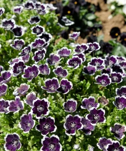 Nemophila Discoidalis Penny Black Flower Seeds - 50 Seeds - Black & White Blooms - Image 8