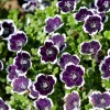 Nemophila Discoidalis Penny Black Flower Seeds - 50 Seeds - Black & White Blooms - Image 1
