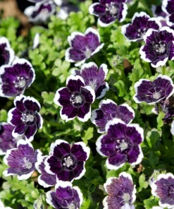 Nemophila Discoidalis Penny Black Flower Seeds - 50 Seeds - Black & White Blooms - Image 1