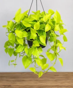 Neon Green Pothos Live Plant - 4 Inch Pot - Bright Foliage Houseplant - Image 2