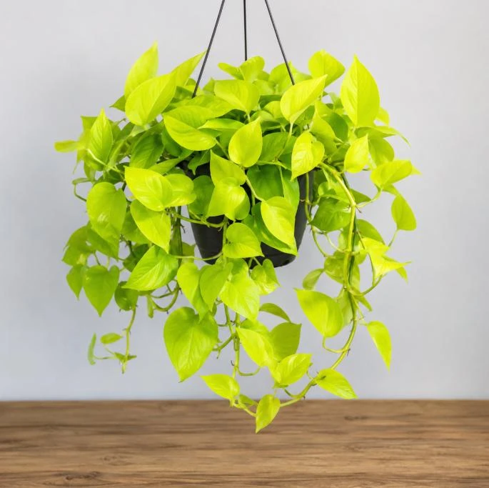 Neon Green Pothos Live Plant - 4 Inch Pot - Bright Foliage Houseplant - Image 2