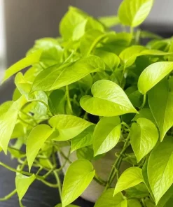 Neon Green Pothos Live Plant - 4 Inch Pot - Bright Foliage Houseplant - Image 3
