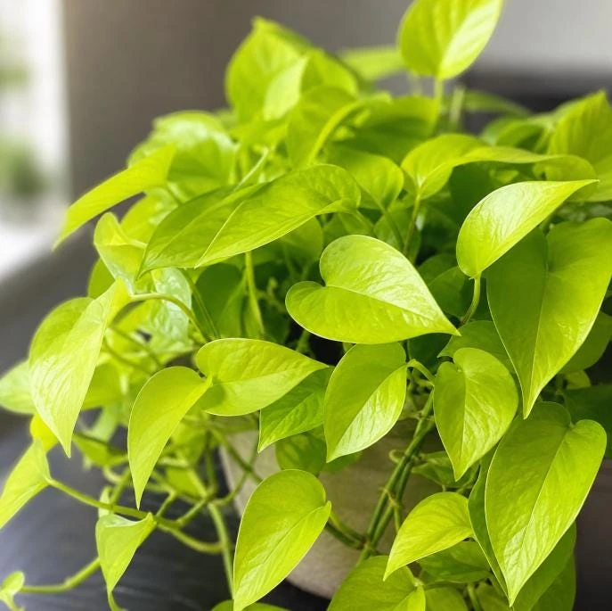 Neon Green Pothos Live Plant - 4 Inch Pot - Bright Foliage Houseplant - Image 3