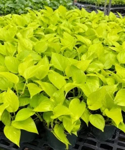 Neon Green Pothos Live Plant - 4 Inch Pot - Bright Foliage Houseplant - Image 4