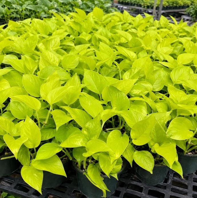 Neon Green Pothos Live Plant - 4 Inch Pot - Bright Foliage Houseplant - Image 4