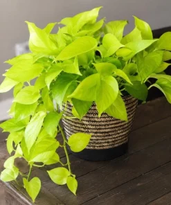Neon Green Pothos Live Plant - 4 Inch Pot - Bright Foliage Houseplant - Image 5