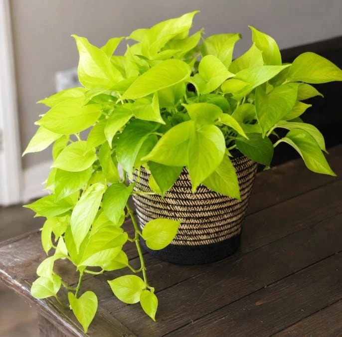 Neon Green Pothos Live Plant - 4 Inch Pot - Bright Foliage Houseplant - Image 5