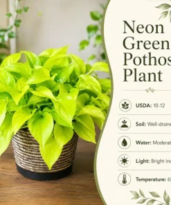 Neon Green Pothos Live Plant - 4 Inch Pot - Bright Foliage Houseplant - Image 6