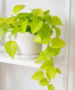 Neon Green Pothos Live Plant - 4 Inch Pot - Bright Foliage Houseplant - Image 7