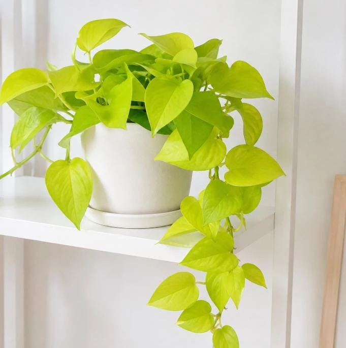 Neon Green Pothos Live Plant - 4 Inch Pot - Bright Foliage Houseplant - Image 7