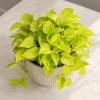Neon Green Pothos Live Plant - 4 Inch Pot - Bright Foliage Houseplant - Image 1