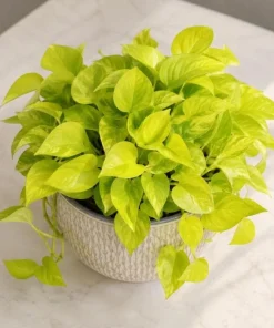 Neon Green Pothos Live Plant - 4 Inch Pot - Bright Foliage Houseplant - Image 1