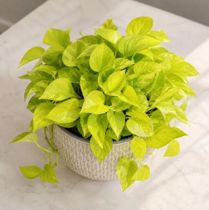 Neon Green Pothos Live Plant - 4 Inch Pot - Bright Foliage Houseplant - Image 1
