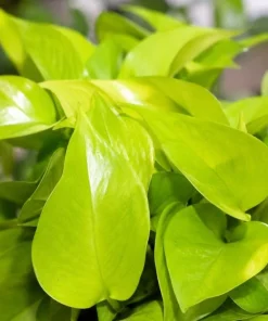 Neon Green Pothos Live Plant - 4 Inch Pot - Bright Foliage Houseplant - Image 8