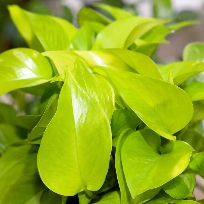 Neon Green Pothos Live Plant - 4 Inch Pot - Bright Foliage Houseplant - Image 8