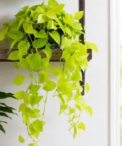 Neon Green Pothos Live Plant - 4 Inch Pot - Bright Foliage Houseplant - Image 9