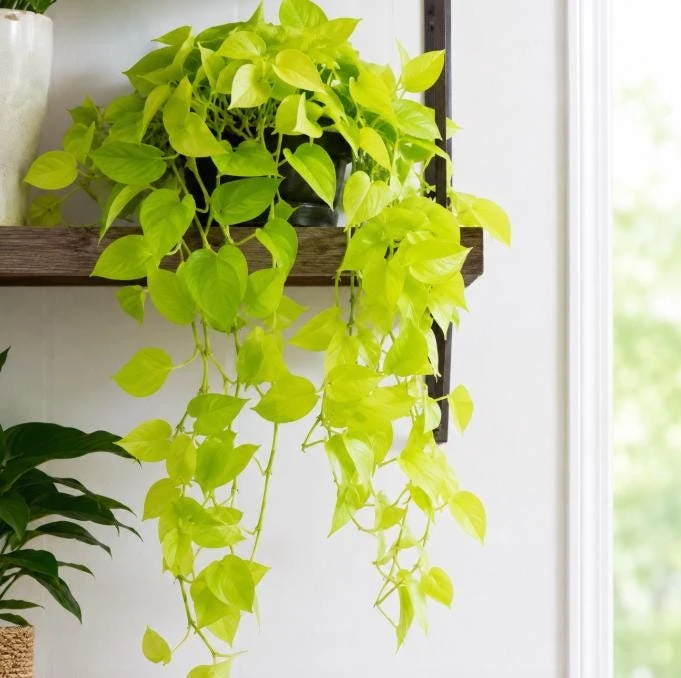 Neon Green Pothos Live Plant - 4 Inch Pot - Bright Foliage Houseplant - Image 9